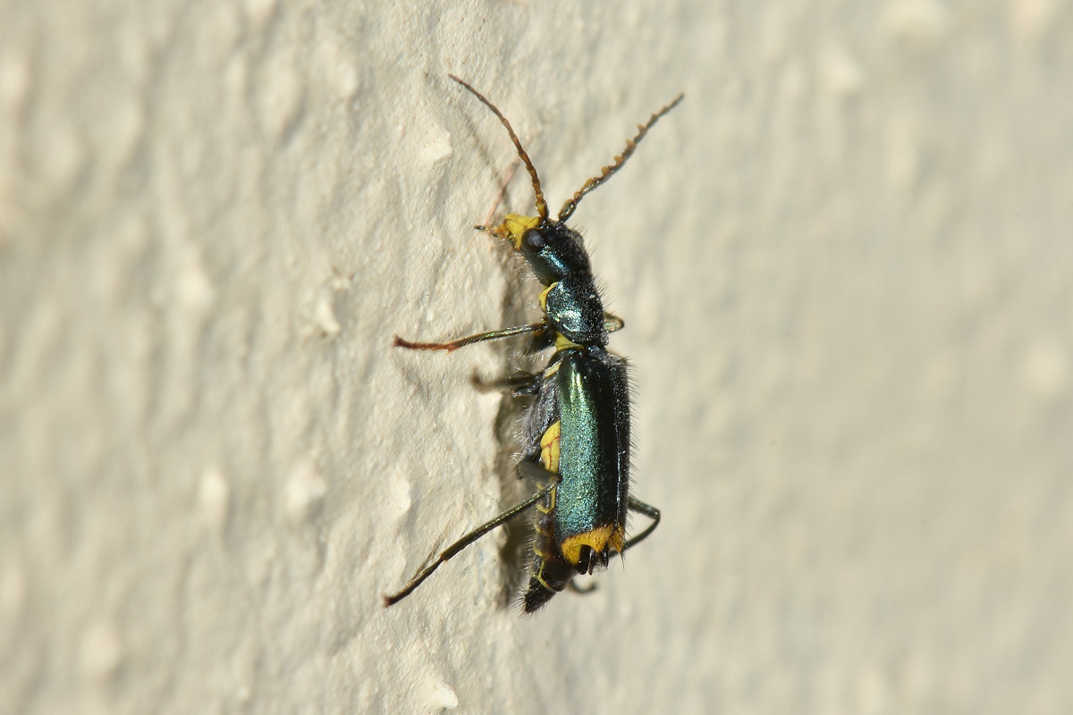 Malachiidae: Clanoptilus emarginatus